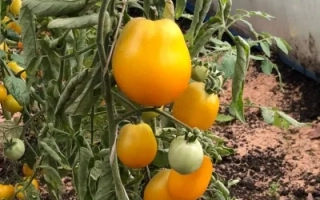 Патрикеевна