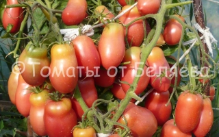 Перцевидный