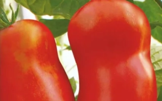 Пакет семян перца сорта ПЕРЦЕВИДНЫЙ ГИГАНТ с изображением красных плодов