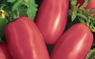 Перцевидный Малиновый