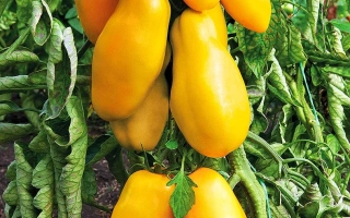 Желтые перцы на растении - ПЕРЦЕВИДНЫЙ ЖЕЛТЫЙ
