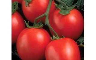 Перфектпил F1