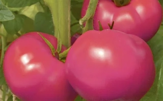 Перспектива