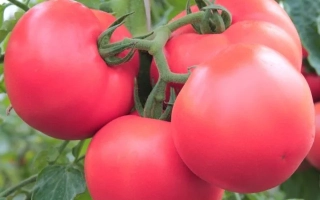 Первоклашка