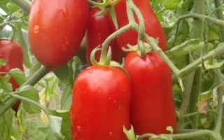 Петруша Огородник