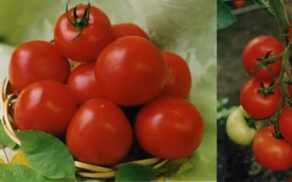 Корзина с красными помидорами на фоне зелени - ПИЛИГРИМ 8