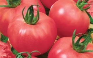 Пакет семян томата F1 Пингвин с изображением красных плодов