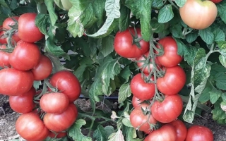 Пинк Импрешн