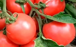 Пинк Калибр