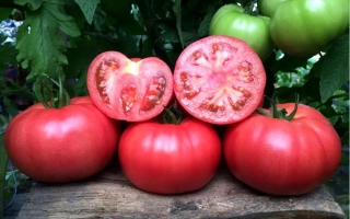 Пинк Маргари