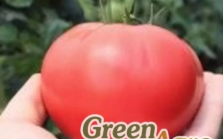 Пинк Оракул