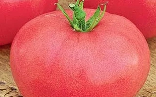 Пинк Самран