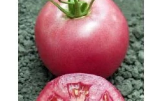 Пинк Уникум F1