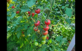 Спелые и зеленые помидоры на кусте - ПЛАЗМА 58