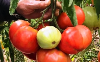 Созревающие красные и зеленые томаты на ветке - Подарочный