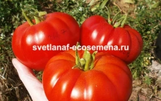 Подарок Овощеводу