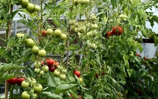 Подмосковный Смуглый