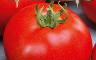 Покоритель Севера