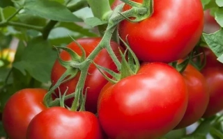 Крупный план красных томатов на ветке - ПОЛЯРНИК