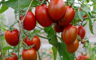 Полосатый Атом