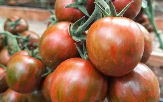 Полосатый Рейс