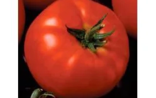 Президент II F1