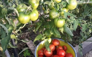 Куст томата с зелеными и красными плодами в корзине - ПРИМОРЕЦ