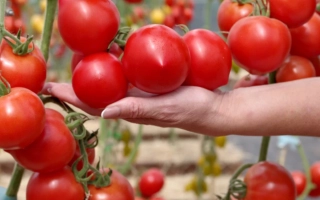 Пролетарочка