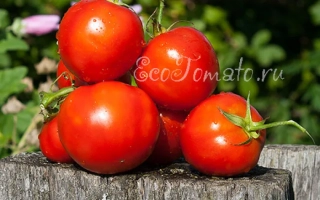 Красные томаты сорта Секретный Томат на деревянном подносе - ПТИЦА СЧАСТЬЯ