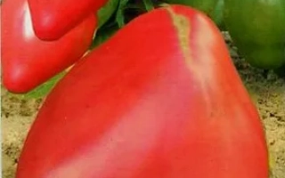 Пакет семян томата Пудовик с изображением красных плодов