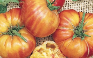 Томаты сорта Радуга на мешковине