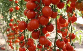 Райська Цукерка