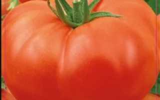 Крупный красный помидор сорта Томат на фоне других томатов - РАЙСКОЕ НАСЛАЖДЕНИЕ