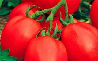 Свежие красные томаты на ветке - РАНОВИК