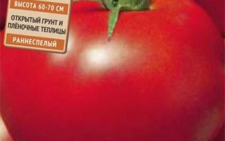 Крупный красный помидор сорта Рассвет F1 на фоне упаковки с надписью Авторские сорта и гибриды