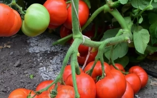 РЭД Фэнтази