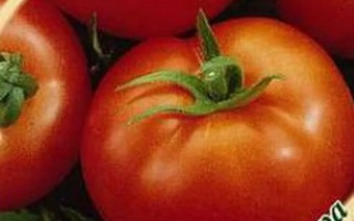 Крупный план спелых красных томатов сорта РЕФЛЕКС