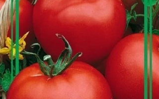 Пакет семян томата универсального типа F1 РОК-Н-РОЛ