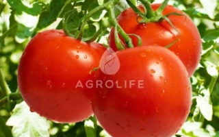 Роксолана F1