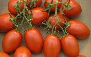 Свежие красные томаты сорта РОМАНА на ветвях