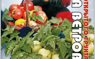 Пакет семян томата РОЗА ВЕТРОВ с изображением ребенка и плодов