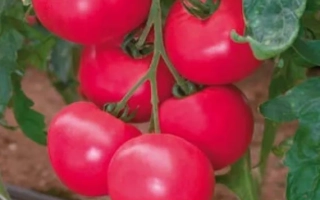 Красные томаты сорта Розалинда на ветке