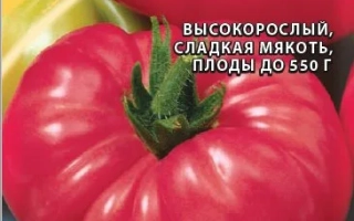 Розамарин Фунтовый