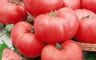 Крупные красные томаты в корзине и нарезанные ломтики на зелёных листьях - РОЗМАКС