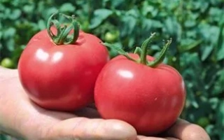 Розовая Катя