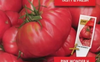 Рожева Красуня