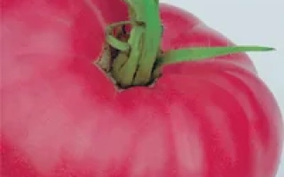 Румові щічки