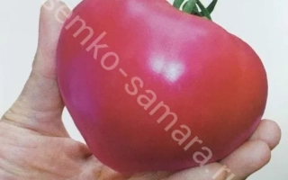 Розовые СНЫ