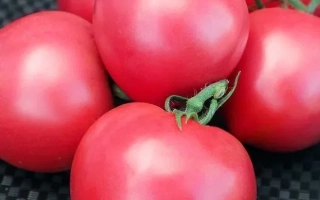 Розовые Вершины