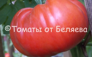 Розовый Богатырь